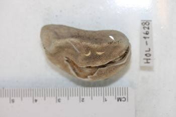 Media type: image;   Invertebrate Zoology HOL-1628 Description: Preserved specimen.;